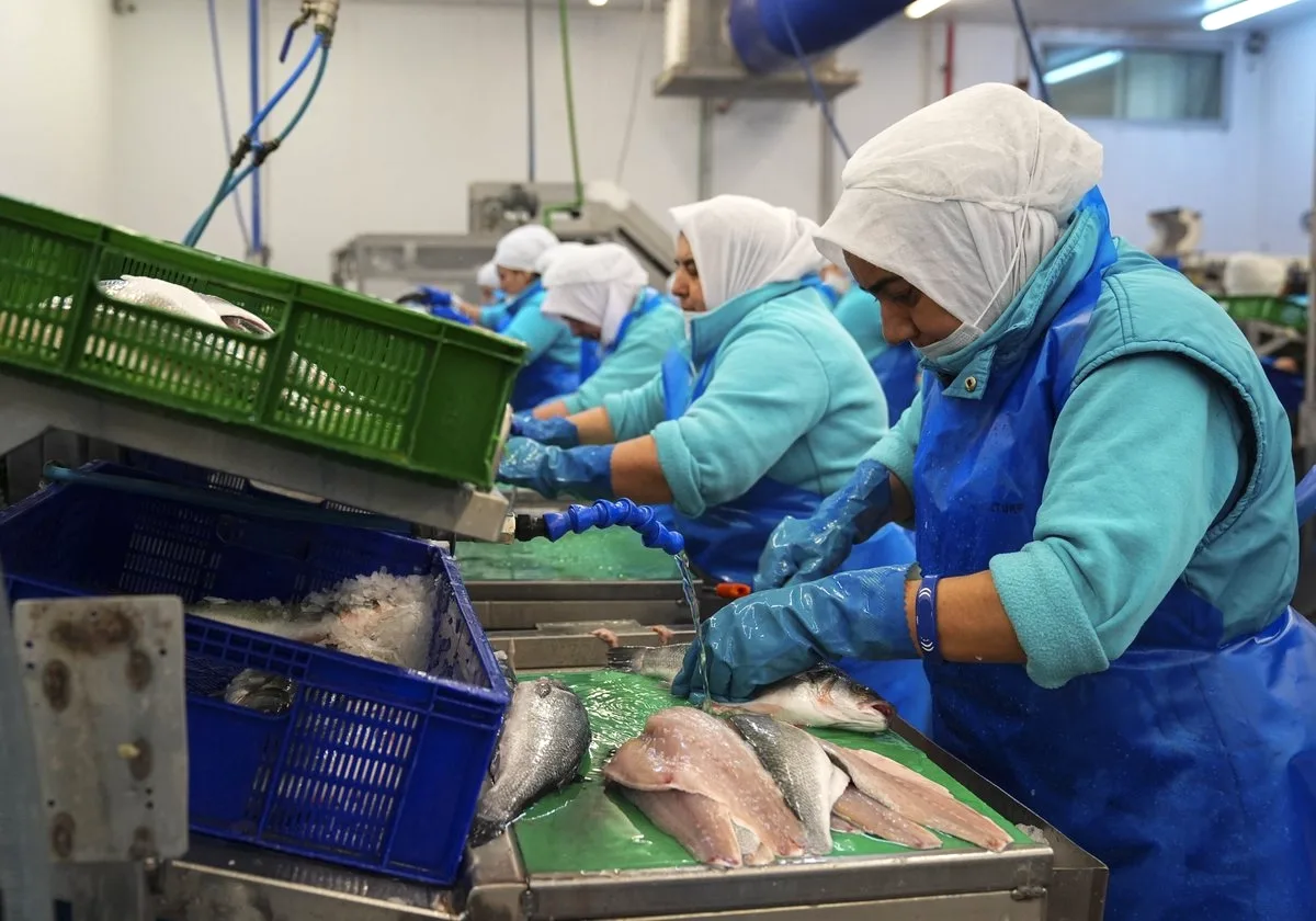 Su Ürünleri İhracatı Yüzde 31 Arttı, 2.5 Milyar Dolar Hedefi Konuldu Su Ürünleri İhracatı Yüzde 31 Arttı, 2.5 Milyar Dolar Hedefi Konuldu