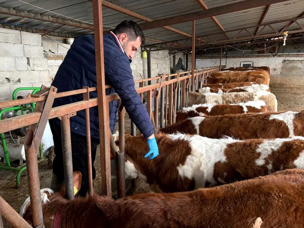 Kulu'da İlkbahar Şap Aşılama Kampanyası Devam Ediyor Kulu'da İlkbahar Şap Aşılama Kampanyası Devam Ediyor