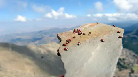 Kahramanmaraş'ta Kırmızı Mucize: Binlerce Uğur Böceği Bu Tepede Buluşuyor