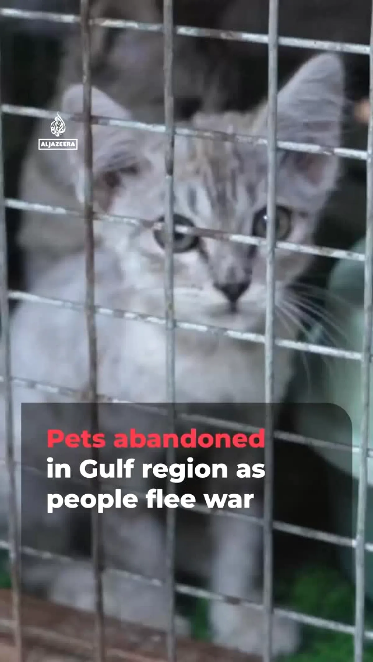 Pets Abandoned in Oman as Iran War Triggers Mass Evacuations Pets Abandoned in Oman as Iran War Triggers Mass Evacuations