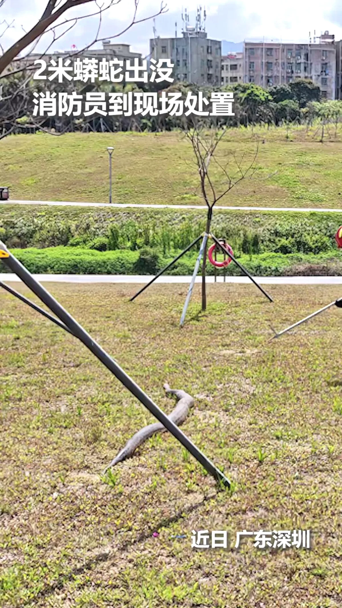 2 Metre Python Yılandan Kaçtı! İtfaiye Müdahale Etti 2 Metre Python Yılandan Kaçtı! İtfaiye Müdahale Etti