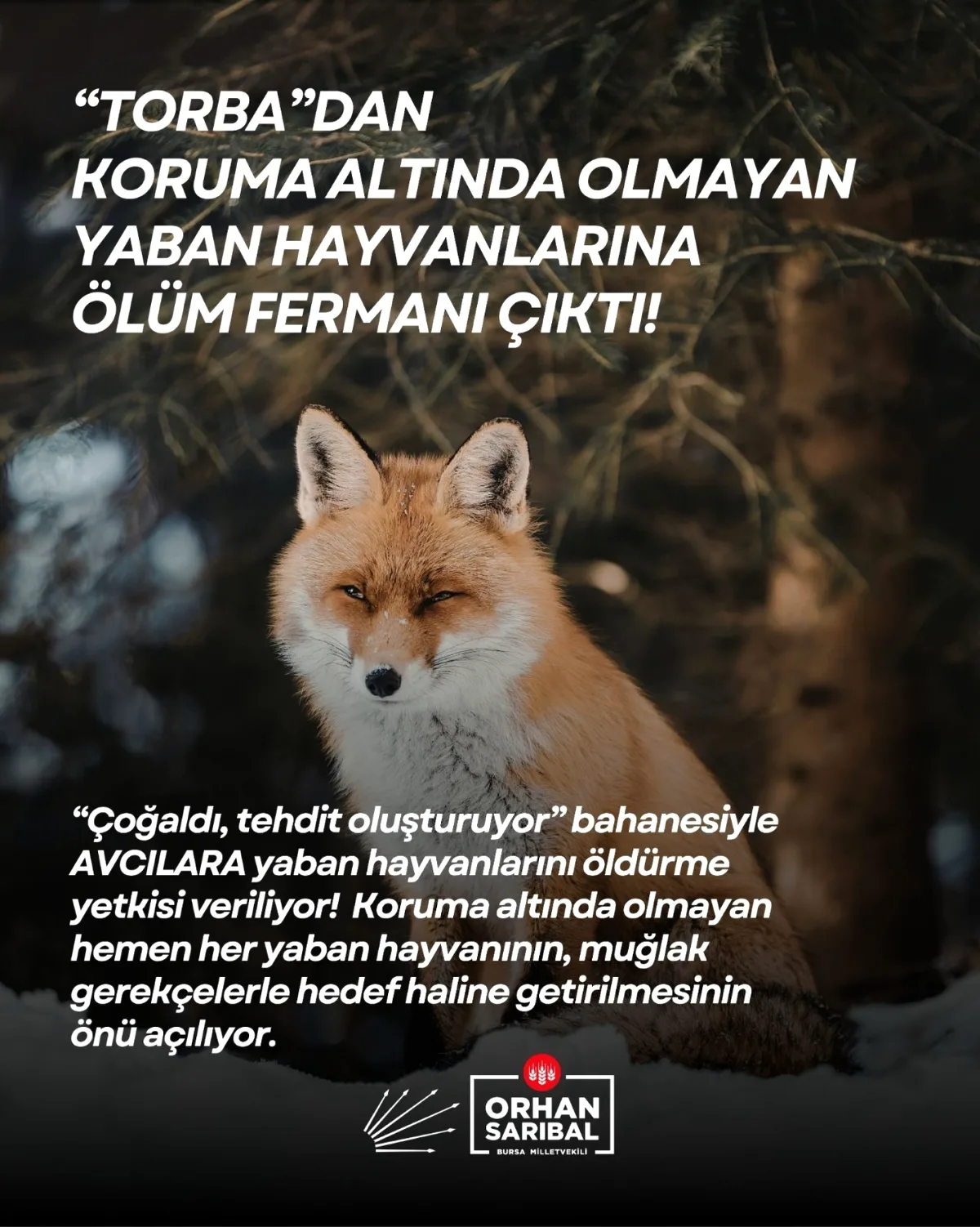 Sarıbal'dan yaban hayvanı avı düzenlemesine tepki Sarıbal'dan yaban hayvanı avı düzenlemesine tepki