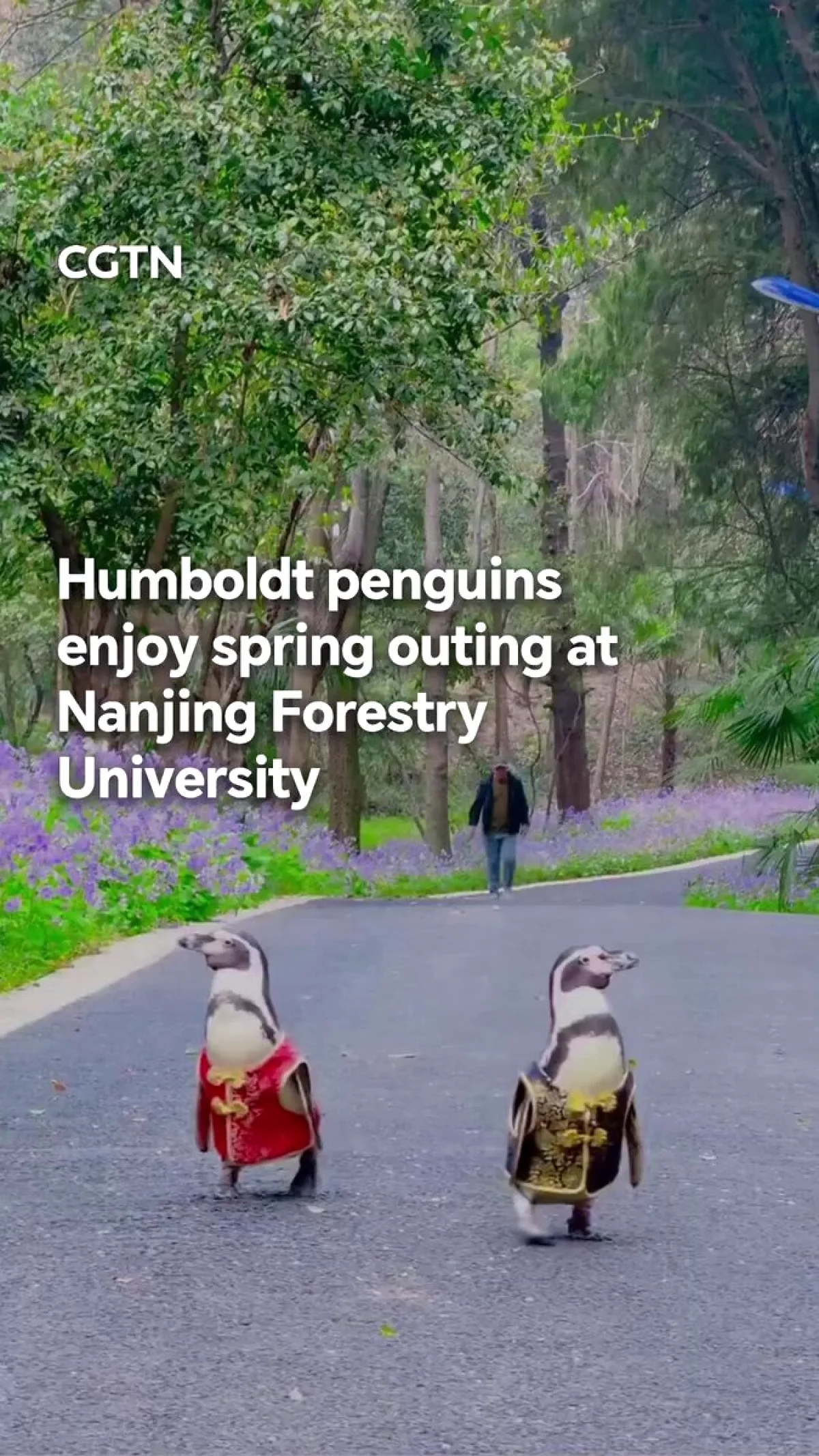 İki Humboldt Pengueni Nanjing Kampüsünde Bahar Turuna Çıktı İki Humboldt Pengueni Nanjing Kampüsünde Bahar Turuna Çıktı