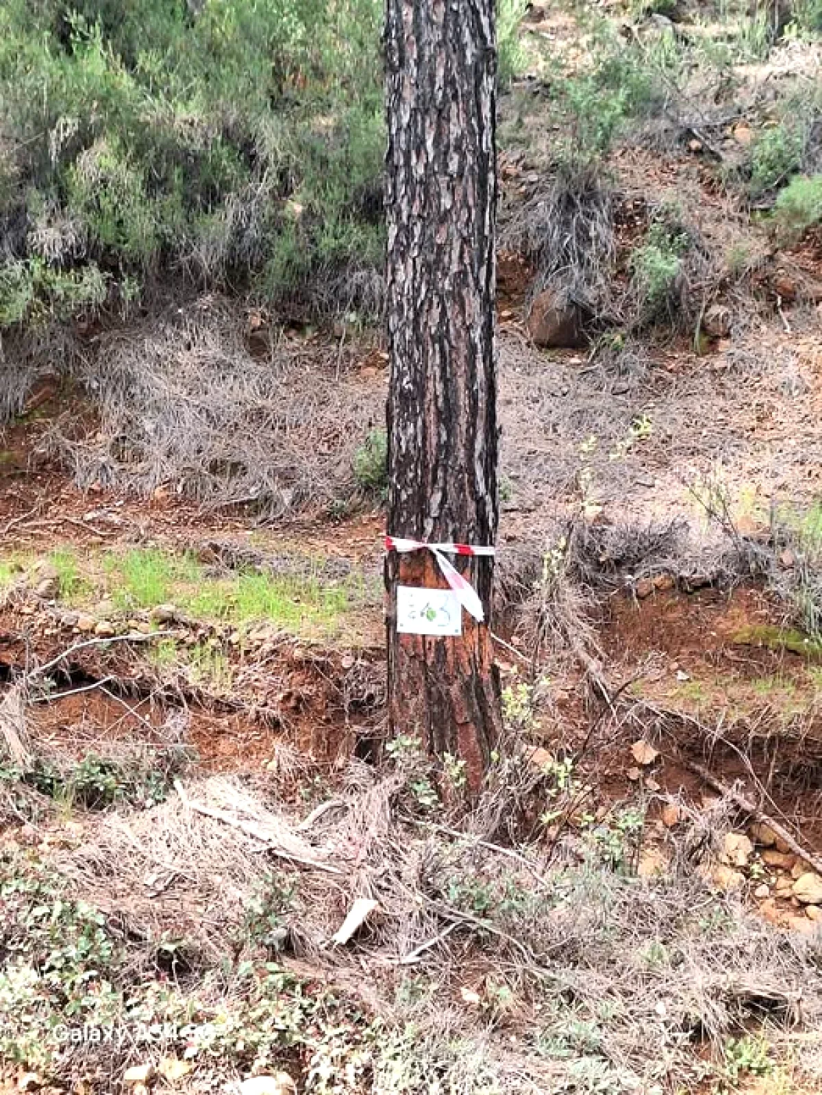Antalya'da Ormancılık Yarışmaları Öncesi Tüyo Parkuru Hazırlanıyor Antalya'da Ormancılık Yarışmaları Öncesi Tüyo Parkuru Hazırlanıyor