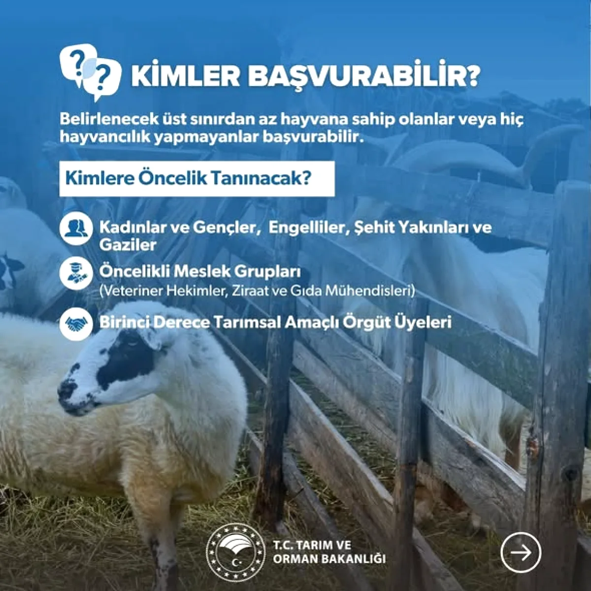 İstanbul'da Küçükbaş Yetiştiricilerine Destek: 30 Nisan Son Başvuru İstanbul'da Küçükbaş Yetiştiricilerine Destek: 30 Nisan Son Başvuru