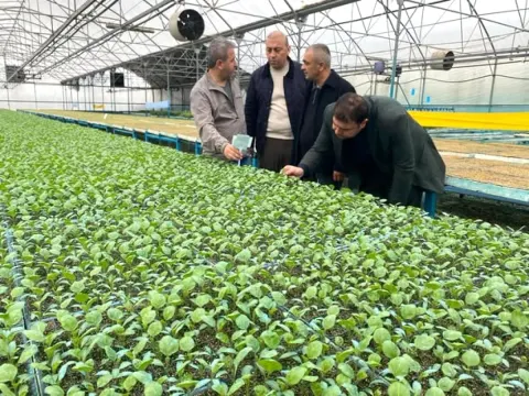 Gaziantep'te Çiftçilere 50 Hibe Fide Dağıtılacak: Antalya Seralarında Kapsamlı Kontrol