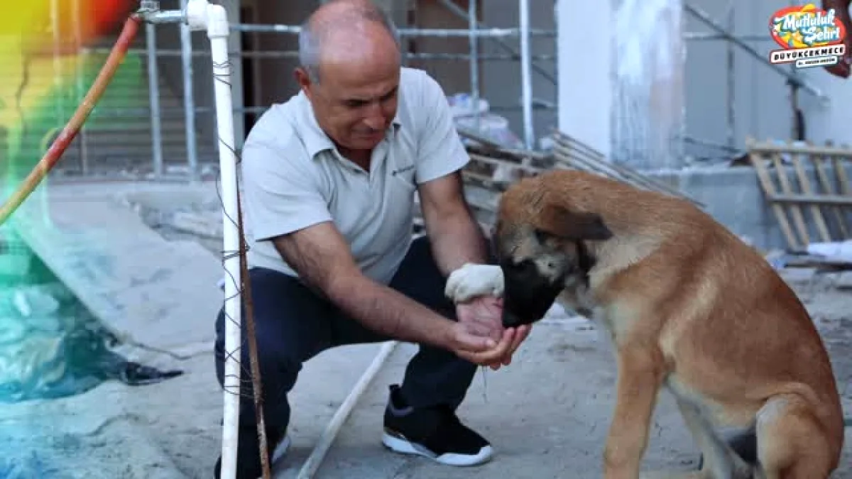 Büyükçekmece Belediye Başkanı'ndan Sokak Hayvanları İçin Anlamlı Çağrı Büyükçekmece Belediye Başkanı'ndan Sokak Hayvanları İçin Anlamlı Çağrı
