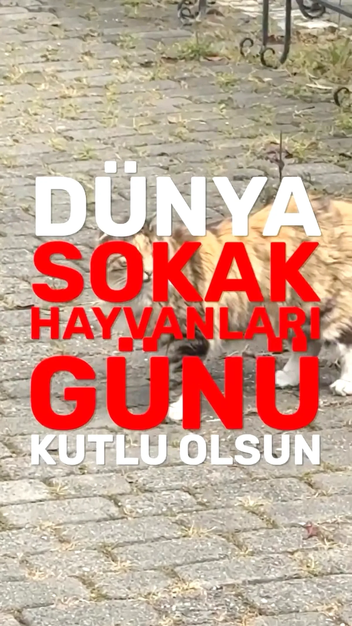 Bakırköy'de 3 Bin Hayvan Tedavi Edildi, Yüzlercesi Sahiplendirildi Bakırköy'de 3 Bin Hayvan Tedavi Edildi, Yüzlercesi Sahiplendirildi