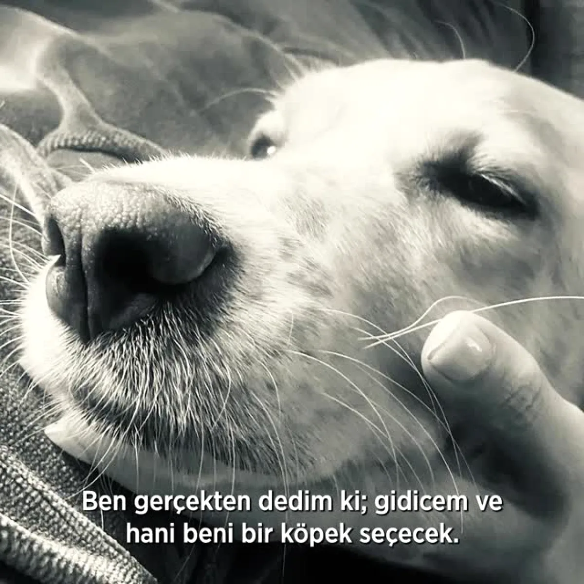 Kadıköy'de Sahipsiz Hayvanlara Yuva Aranıyor: Başkan'dan Sahiplenme Çağrısı Kadıköy'de Sahipsiz Hayvanlara Yuva Aranıyor: Başkan'dan Sahiplenme Çağrısı