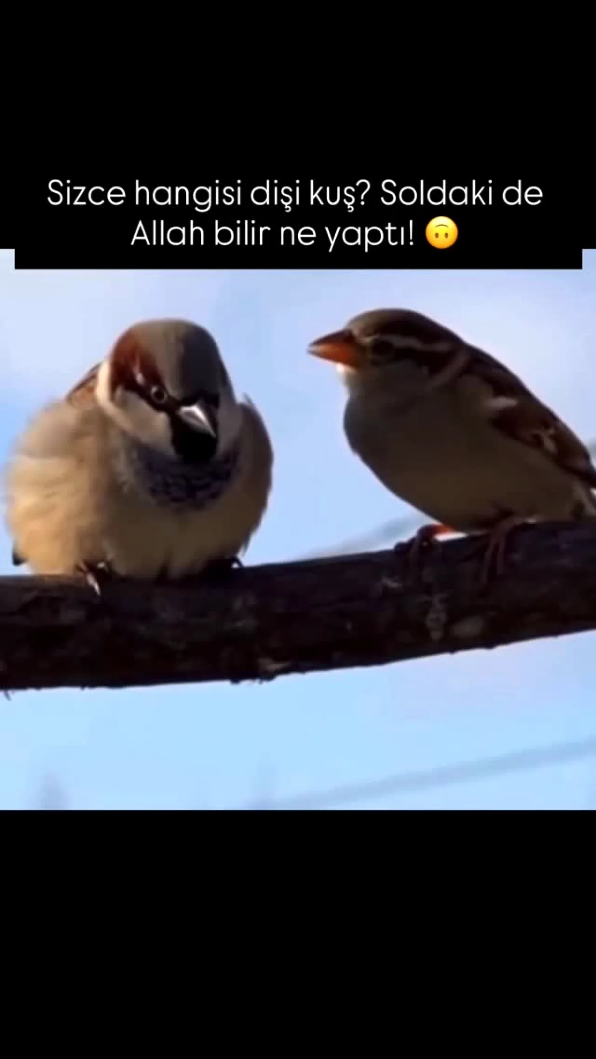 Dişi Kuşlar Neden Sürekli Öter? Prof. Dr. KÜLEKÇİ Açıkladı Dişi Kuşlar Neden Sürekli Öter? Prof. Dr. KÜLEKÇİ Açıkladı