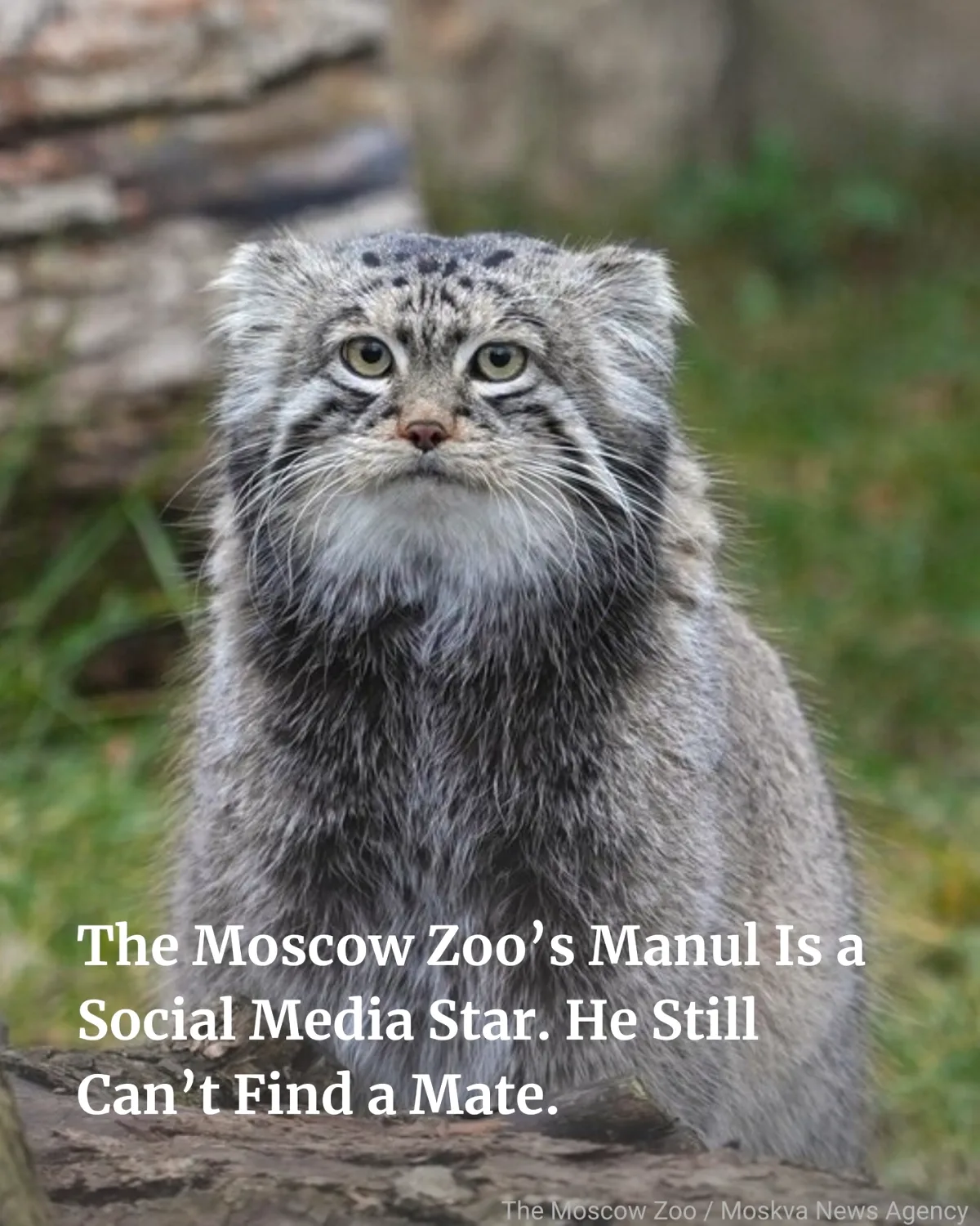 Moscow Zoo's Famous Pallas Cat Can't Find Mate Despite Global Search Moscow Zoo's Famous Pallas Cat Can't Find Mate Despite Global Search