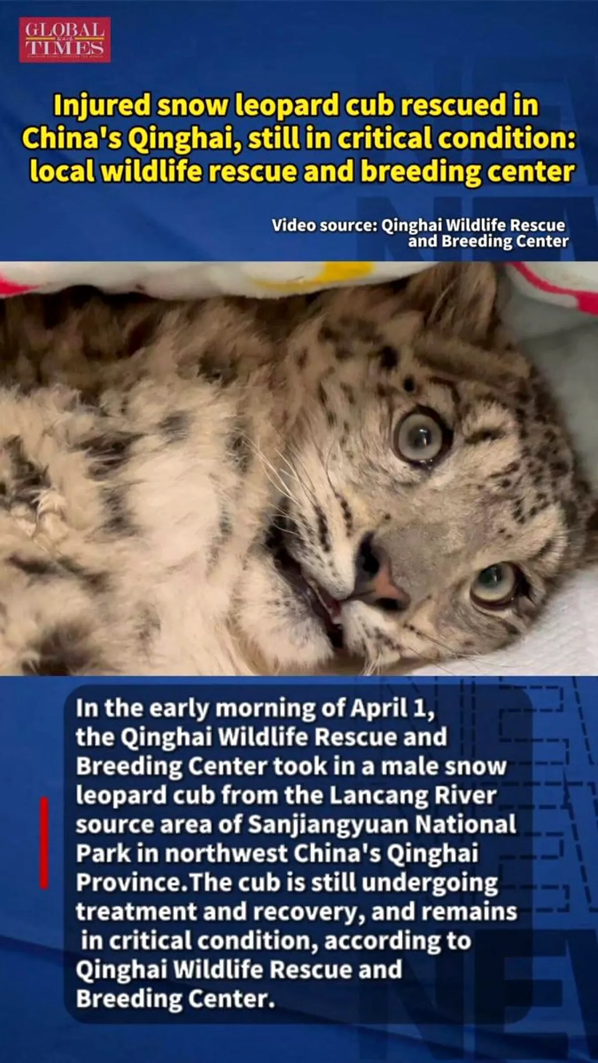 Qinghai'de Yaralı Kar Leoparı Yavrusu Kurtarıldı: Tedavi Süreci Devam Ediyor Qinghai'de Yaralı Kar Leoparı Yavrusu Kurtarıldı: Tedavi Süreci Devam Ediyor