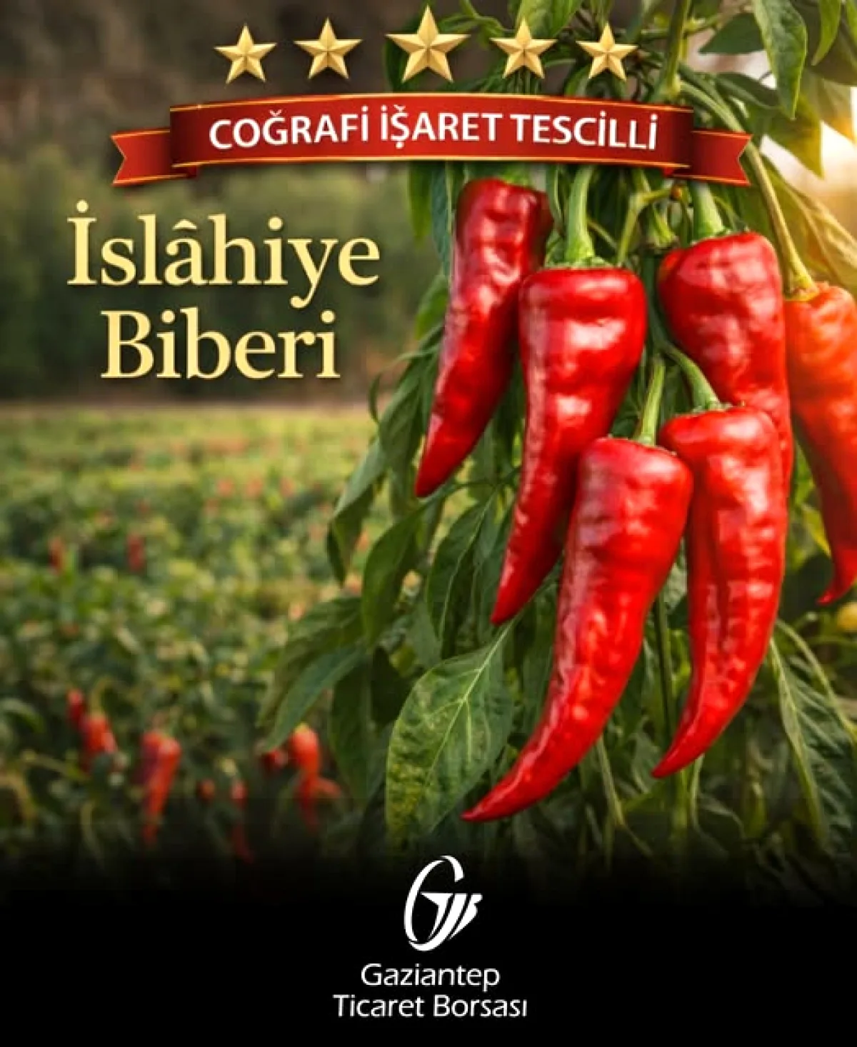 İslâhiye Biberi: Gaziantep'in Coğrafi İşaret Tescilli Lezzeti İslâhiye Biberi: Gaziantep'in Coğrafi İşaret Tescilli Lezzeti