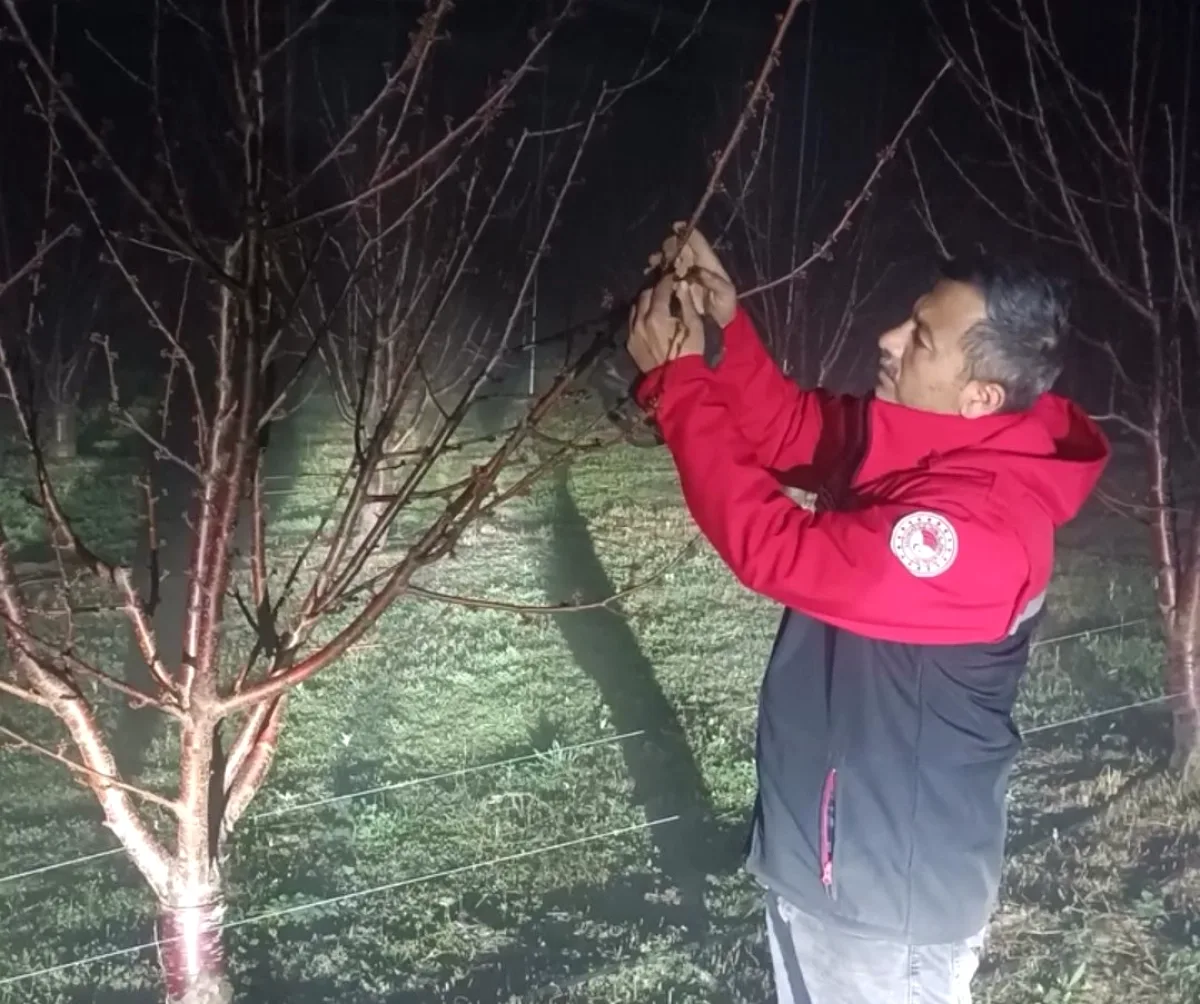 Afyonkarahisar'da Zirai Dona Karşı Gece Gündüz Mücadele Afyonkarahisar'da Zirai Dona Karşı Gece Gündüz Mücadele