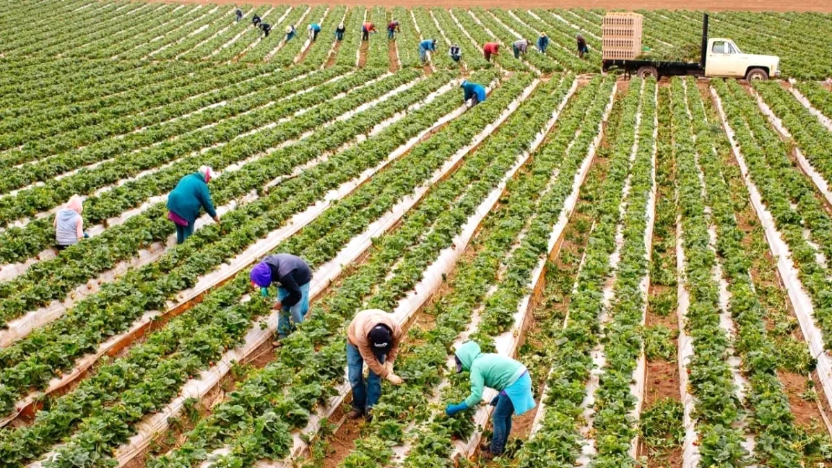 Kooperatifler Neden Güçsüz? TÜSİAD ve FAO'dan Kritik Rapor Kooperatifler Neden Güçsüz? TÜSİAD ve FAO'dan Kritik Rapor