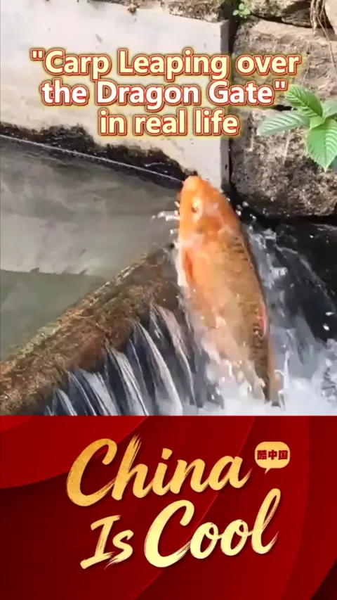 Wenzhou'da Sazanın Şans Getiren Zıplayışı Görüntülendi