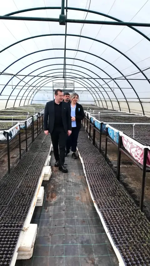 Silivri'de Çiftçilere 180 Bin Fide Ücretsiz Dağıtılacak - Başvuru Nasıl Yapılır?