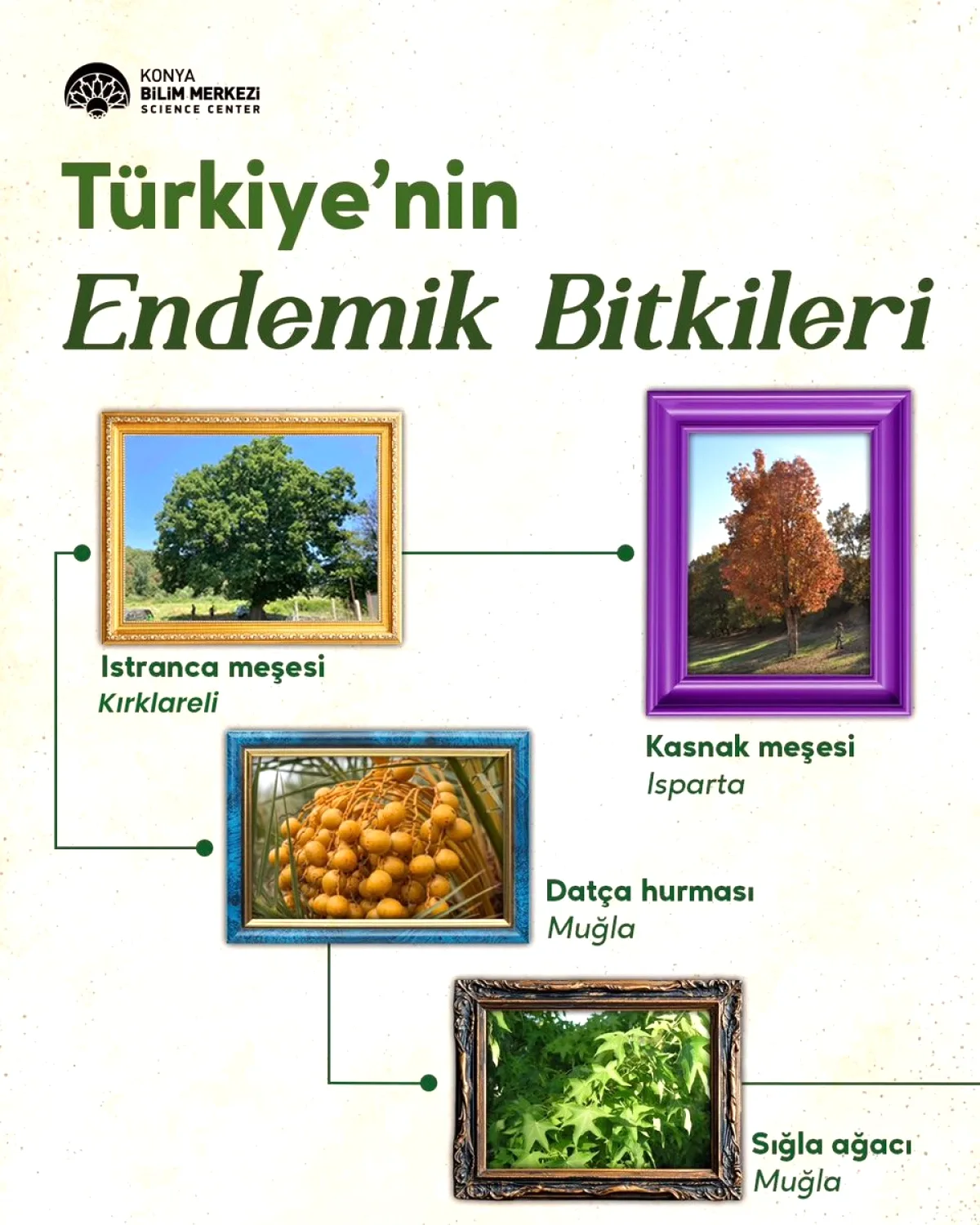Türkiye'nin Endemik Bitki Zenginliği: 3.090 Türle Dünya Lideri Türkiye'nin Endemik Bitki Zenginliği: 3.090 Türle Dünya Lideri