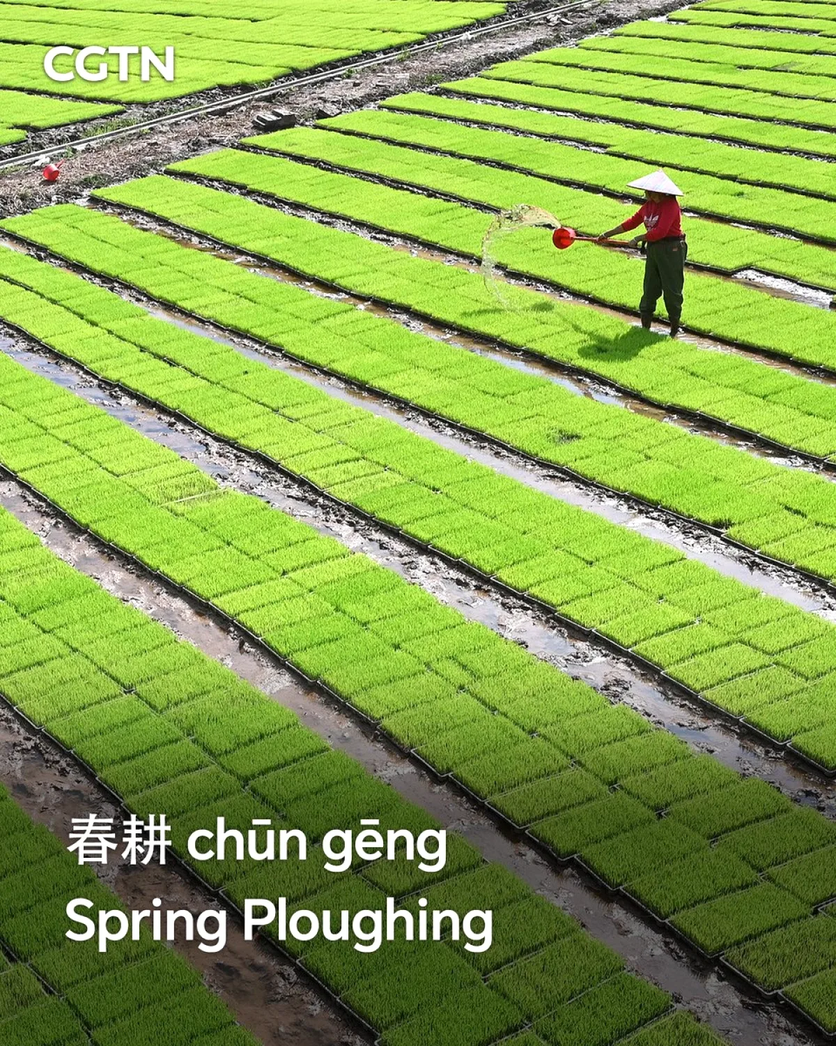 Çin'de Bahar Sürümü Başladı: 24 Solar Term Geleneği Modern Teknolojiyle Buluşuyor Çin'de Bahar Sürümü Başladı: 24 Solar Term Geleneği Modern Teknolojiyle Buluşuyor