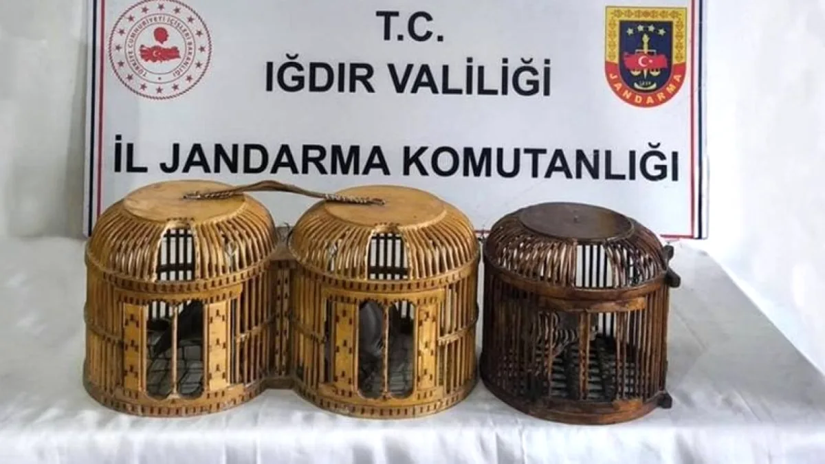 Iğdır'da Kaçak Keklik Avcılığına 72 Bin TL Rekor Ceza! Iğdır'da Kaçak Keklik Avcılığına 72 Bin TL Rekor Ceza!