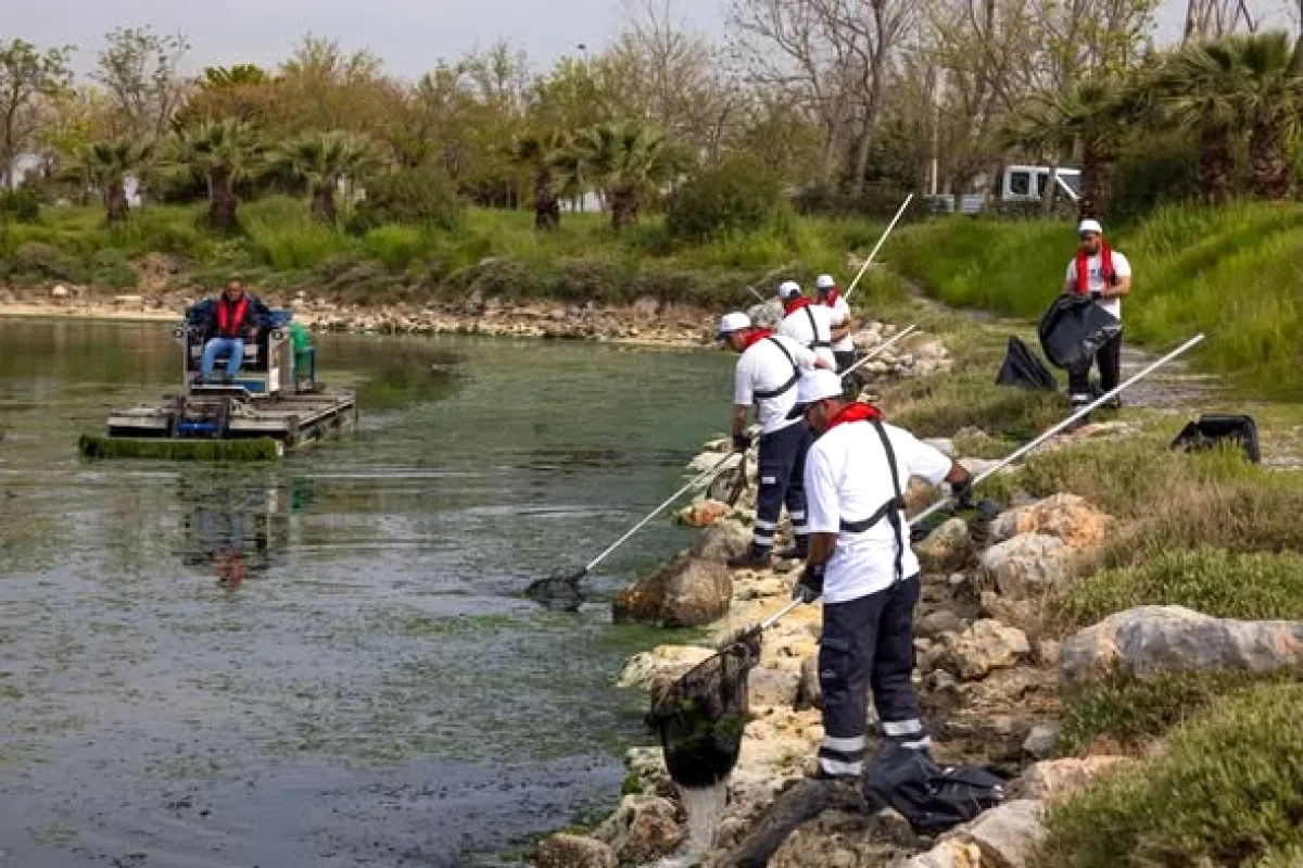İzmir Körfezi'nde 20 Ton Deniz Marulu Temizlendi: Koku ve Görüntü Kirliliği Önlendi İzmir Körfezi'nde 20 Ton Deniz Marulu Temizlendi: Koku ve Görüntü Kirliliği Önlendi