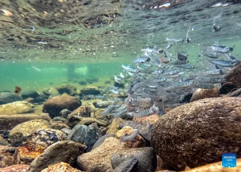 Çin, Tumenjiang Nehri'ne 600.000 Somon Yavrusu Bıraktı