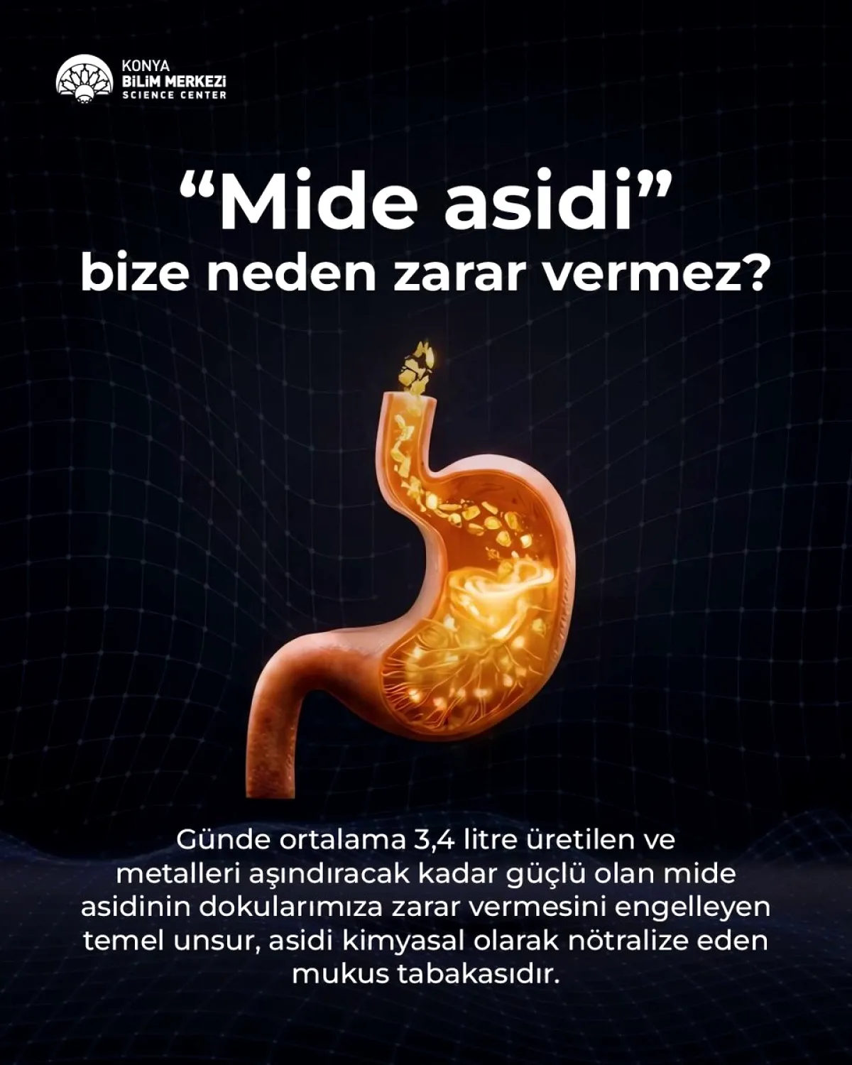 Mide Günlük 4 Litre Asit Üretiyor! Peki Neden Kendini Yakmıyor? Mide Günlük 4 Litre Asit Üretiyor! Peki Neden Kendini Yakmıyor?