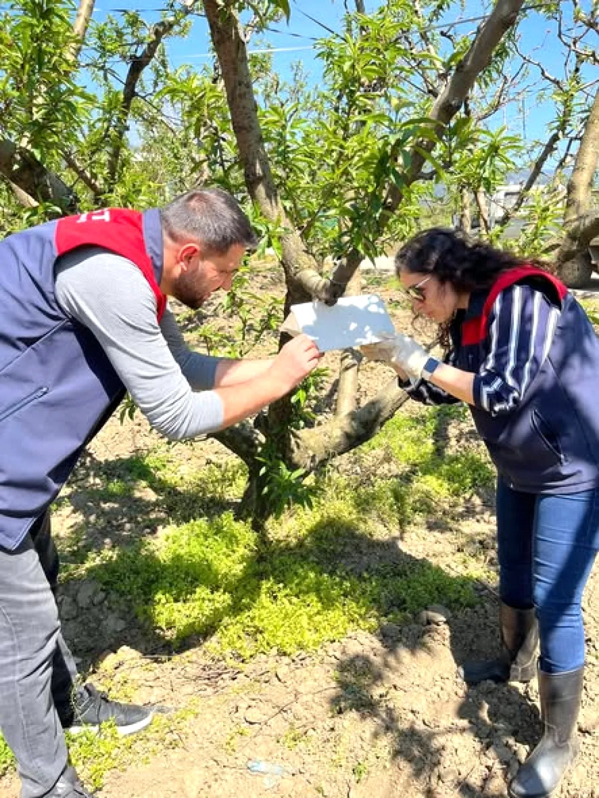 Kestel'de Bitki Sağlığı İçin Saha Kontrolleri Sürüyor Kestel'de Bitki Sağlığı İçin Saha Kontrolleri Sürüyor