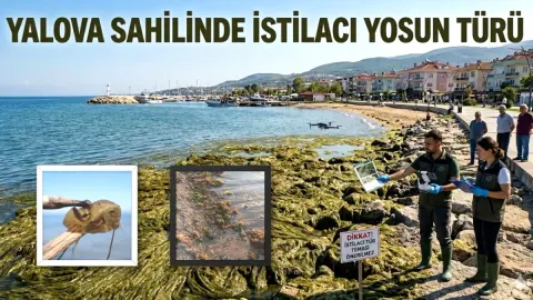 Yalova Sahillerinde Gizemli "İstiridye Hırsızı" İstilası: Uzmanlar Uyarıyor