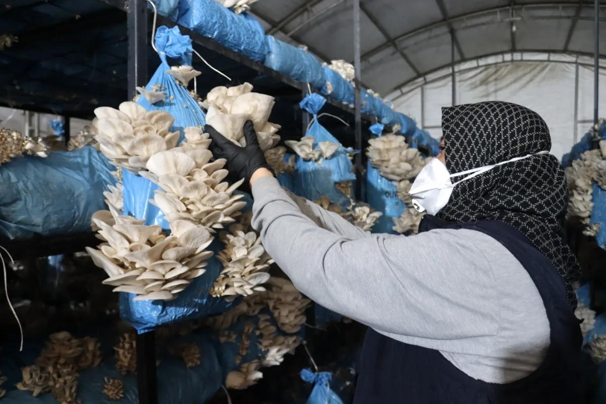 İzmit'te Belediye Üretimi İstiridye Mantarları Vatandaşla Buluşuyor İzmit'te Belediye Üretimi İstiridye Mantarları Vatandaşla Buluşuyor