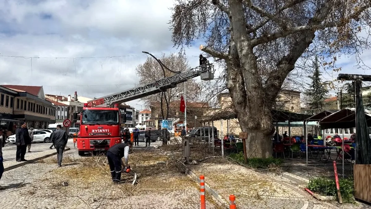 Bolvadin'in Tarihi Çınar Ağacına Özel Bakım Bolvadin'in Tarihi Çınar Ağacına Özel Bakım