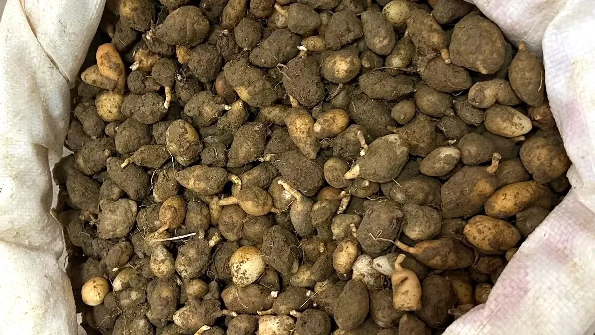 Gebze'de Salep Orkidesi Söken Kişiye 699 Bin TL Ceza: Nesli Tehlike Altındaki Tür Koruma Altında Gebze'de Salep Orkidesi Söken Kişiye 699 Bin TL Ceza: Nesli Tehlike Altındaki Tür Koruma Altında