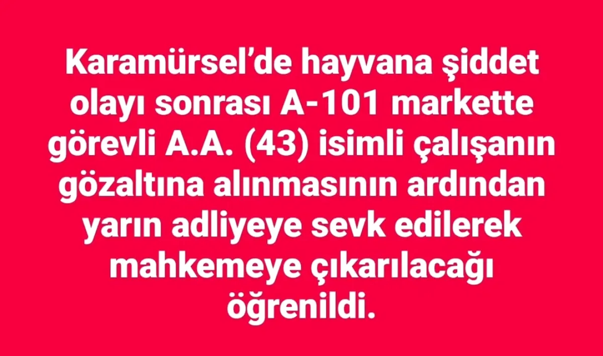 Karamürsel'de Hayvana Şiddet: A101 Çalışanı Gözaltında Karamürsel'de Hayvana Şiddet: A101 Çalışanı Gözaltında