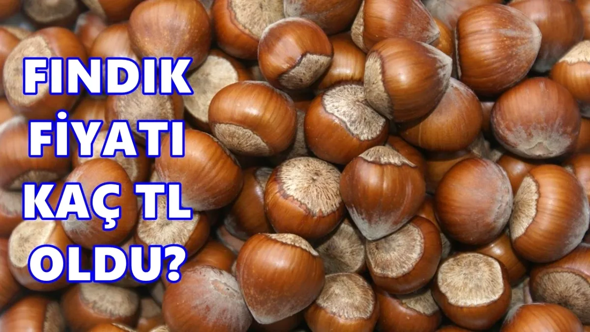 Ordu'da Fındık Piyasası Hareketlendi: 6 Mayıs 2026 Fiyat Analizi Ordu'da Fındık Piyasası Hareketlendi: 6 Mayıs 2026 Fiyat Analizi