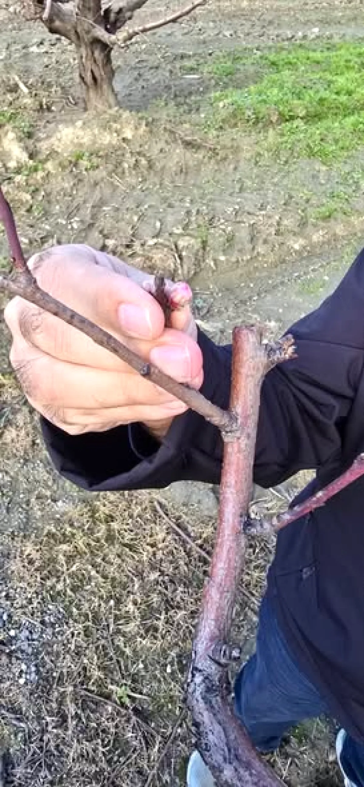 Gürsu'da Tarımın Nabzı Tutuldu: Canbazlar Hasanköy'de Üreticilerle Buluşma Gürsu'da Tarımın Nabzı Tutuldu: Canbazlar Hasanköy'de Üreticilerle Buluşma