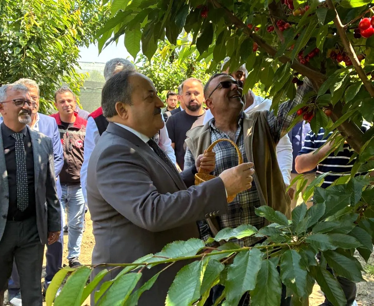 Seyhan'da Kiraz Hasadı Başladı: Kaymakam Çiftçilerle Tarlada Seyhan'da Kiraz Hasadı Başladı: Kaymakam Çiftçilerle Tarlada