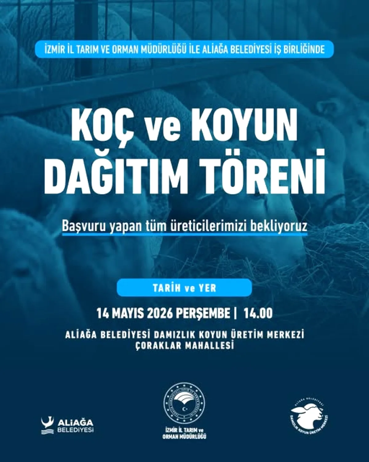 Aliağa'da Damızlık Koç ve Koyun Dağıtım Töreni 14 Mayıs'ta Aliağa'da Damızlık Koç ve Koyun Dağıtım Töreni 14 Mayıs'ta