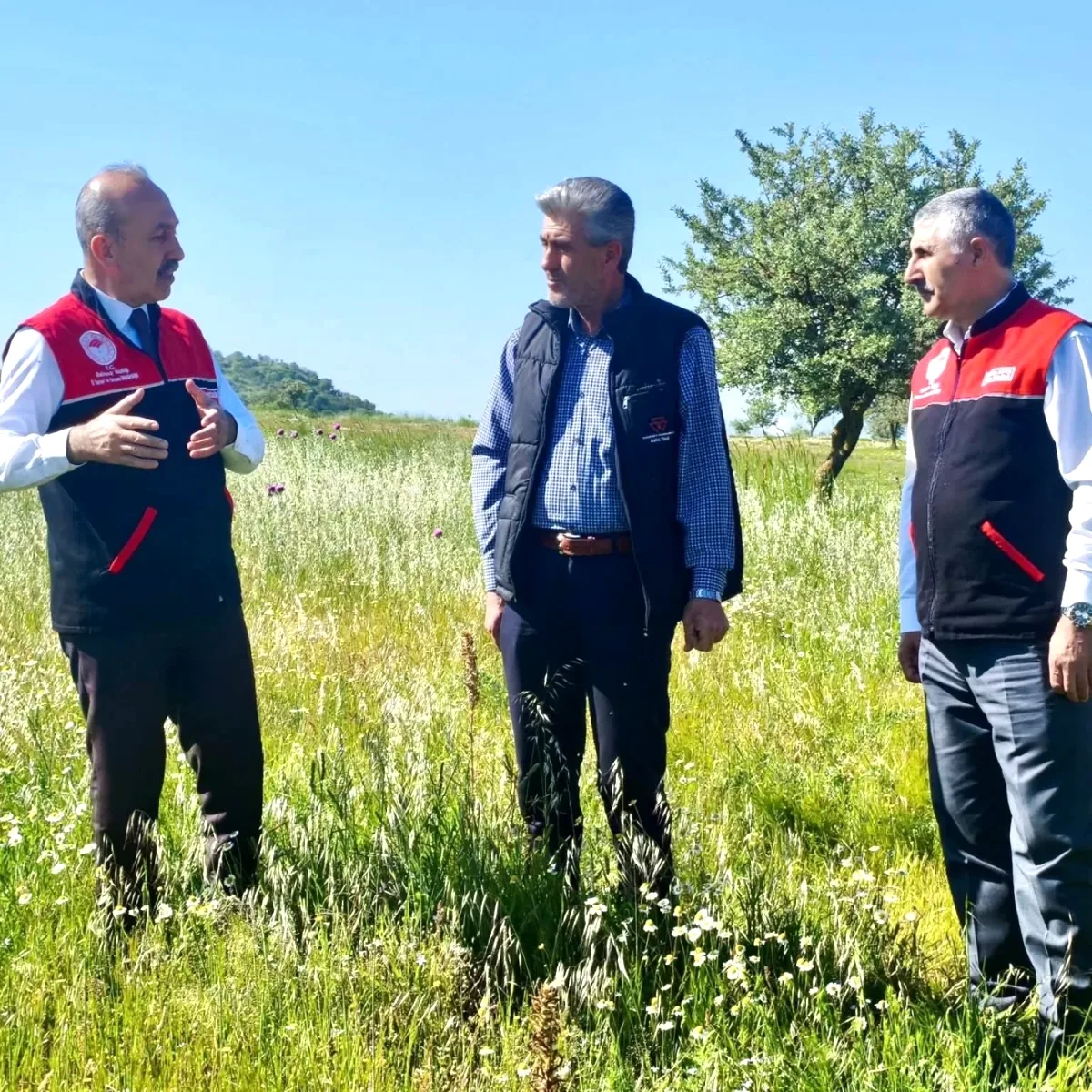 Balıkesir'de Mera Islahı Hayvancılığa Kaliteli Otlak Vaat Ediyor Balıkesir'de Mera Islahı Hayvancılığa Kaliteli Otlak Vaat Ediyor