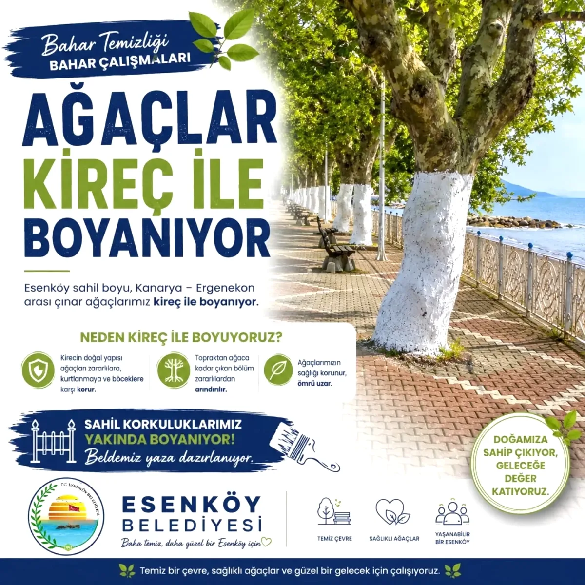 Esenköy'ün Tarihi Çınarları Kireçle Korumaya Alındı Esenköy'ün Tarihi Çınarları Kireçle Korumaya Alındı
