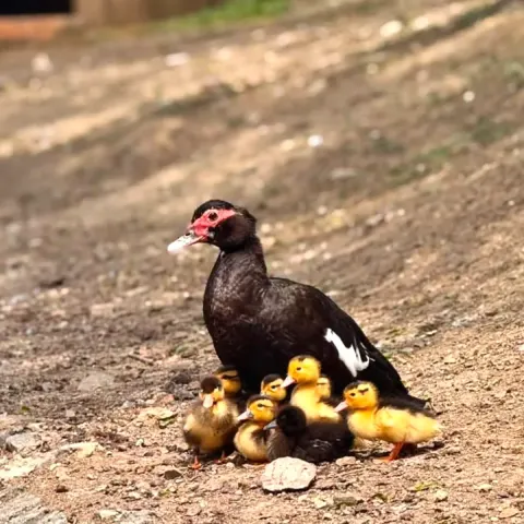 Çankaya Belediyesi'nden Sosyal Medyada Günaydın Mesajı