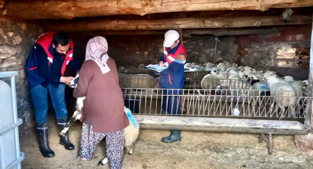 Afyonkarahisar'da Genetik Kalite İçin Kuzu Kontrolleri Sürüyor Afyonkarahisar'da Genetik Kalite İçin Kuzu Kontrolleri Sürüyor