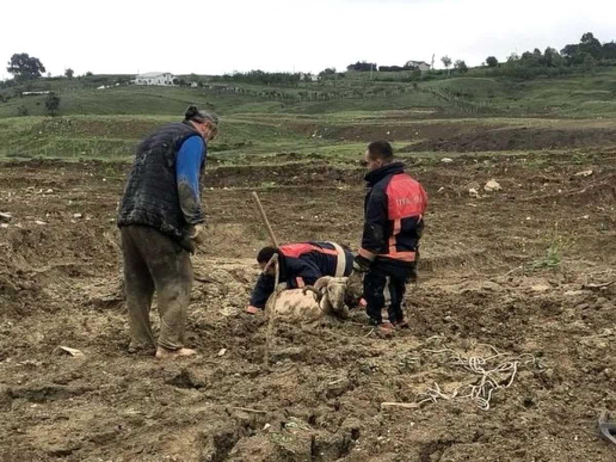 Yalova İtfaiyesi Çamura Saplanan Kurbanlık Koçu Kurtardı Yalova İtfaiyesi Çamura Saplanan Kurbanlık Koçu Kurtardı