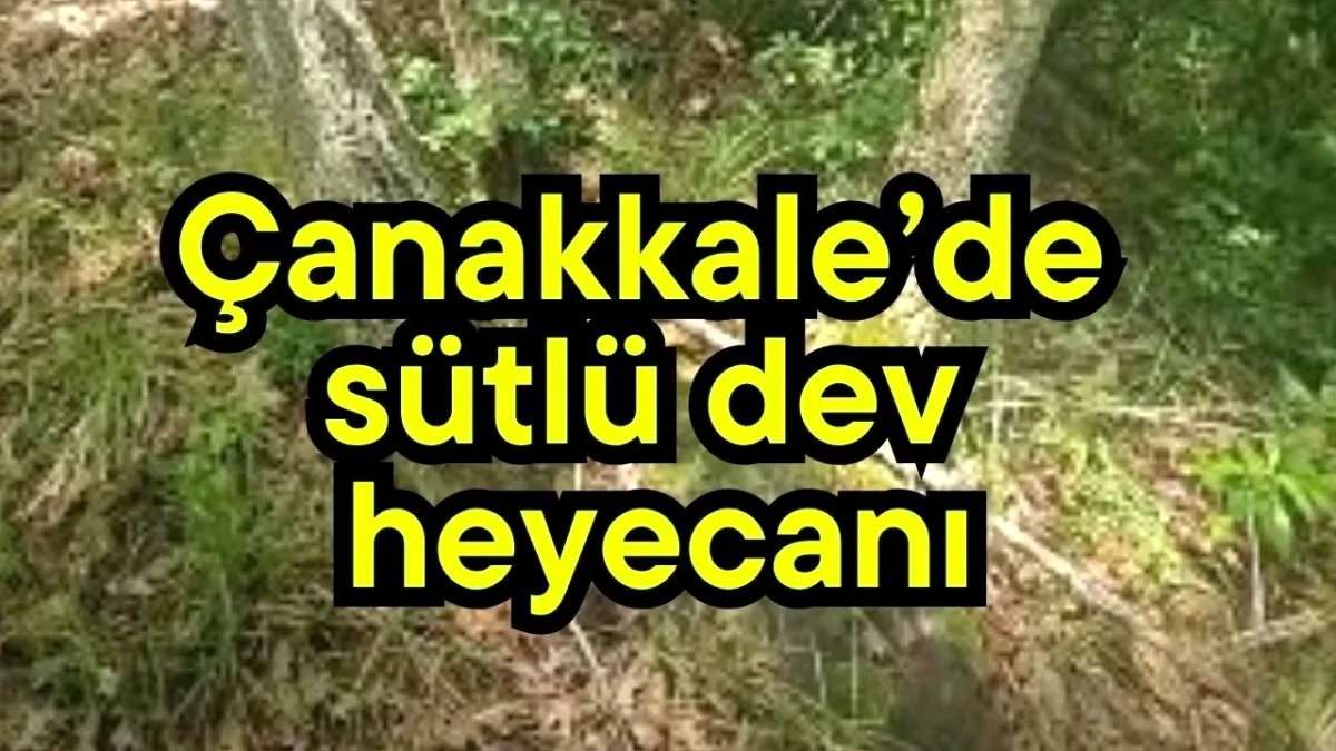 Çanakkale Ormanlarında Geyik Mantarı Görüldü Çanakkale Ormanlarında Geyik Mantarı Görüldü