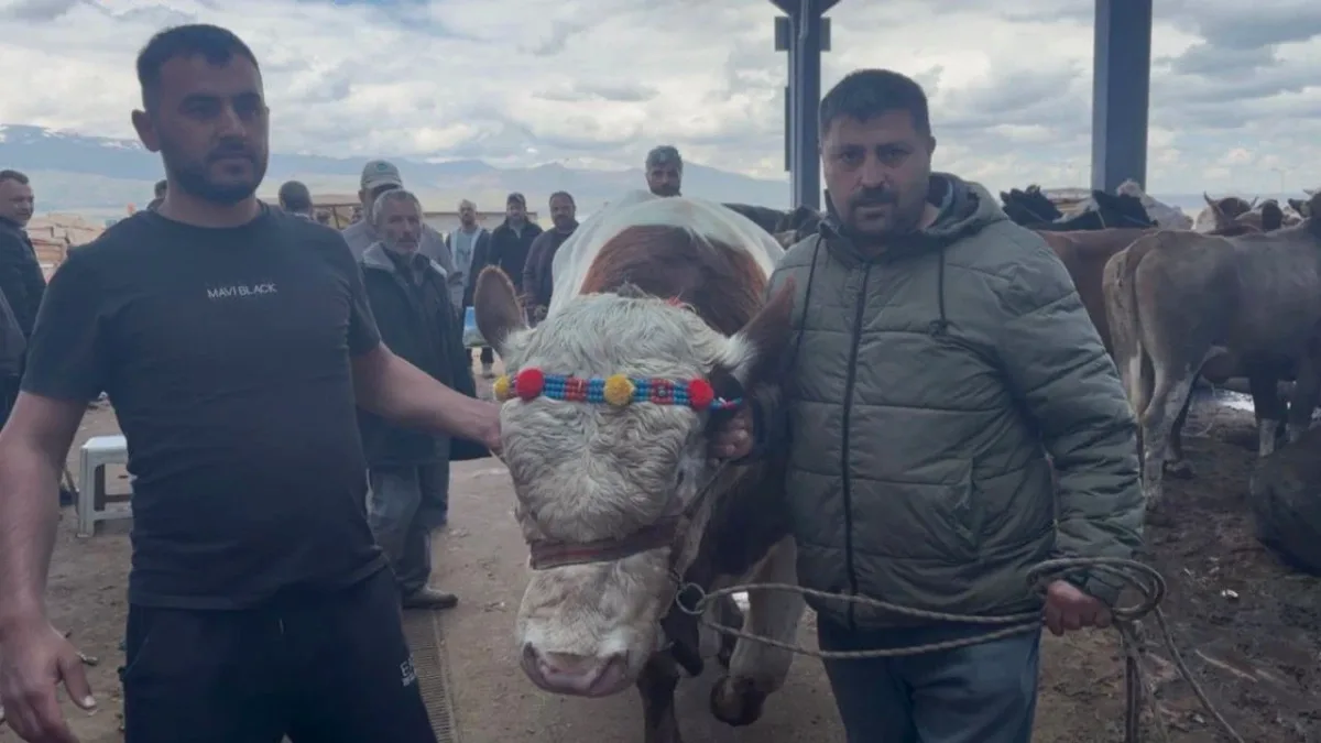 Niğde'de Rekor Kurbanlık: 1 Ton 540 Kiloluk 'Paşa' 550 Bin TL'ye Satışta Niğde'de Rekor Kurbanlık: 1 Ton 540 Kiloluk 'Paşa' 550 Bin TL'ye Satışta