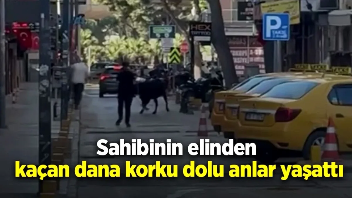 Samsun'da Kaçan Dana Kalabalık Caddede Panik Yarattı Samsun'da Kaçan Dana Kalabalık Caddede Panik Yarattı
