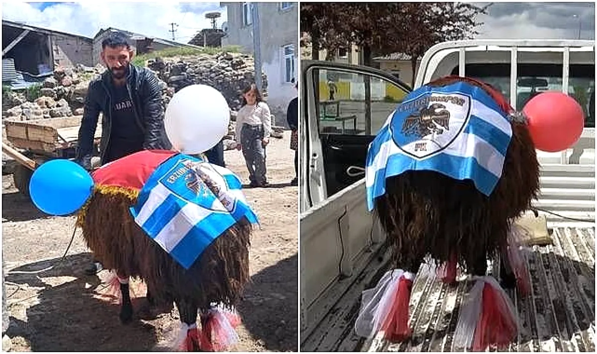 Erzurum'da Asırlık "Gelin Koçu" Geleneği Erzurumspor FK Coşkusuyla Buluştu Erzurum'da Asırlık "Gelin Koçu" Geleneği Erzurumspor FK Coşkusuyla Buluştu