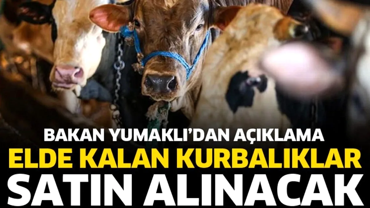 Satılmayan Kurbanlık Hayvanlar Satın Alınacak Satılmayan Kurbanlık Hayvanlar Satın Alınacak