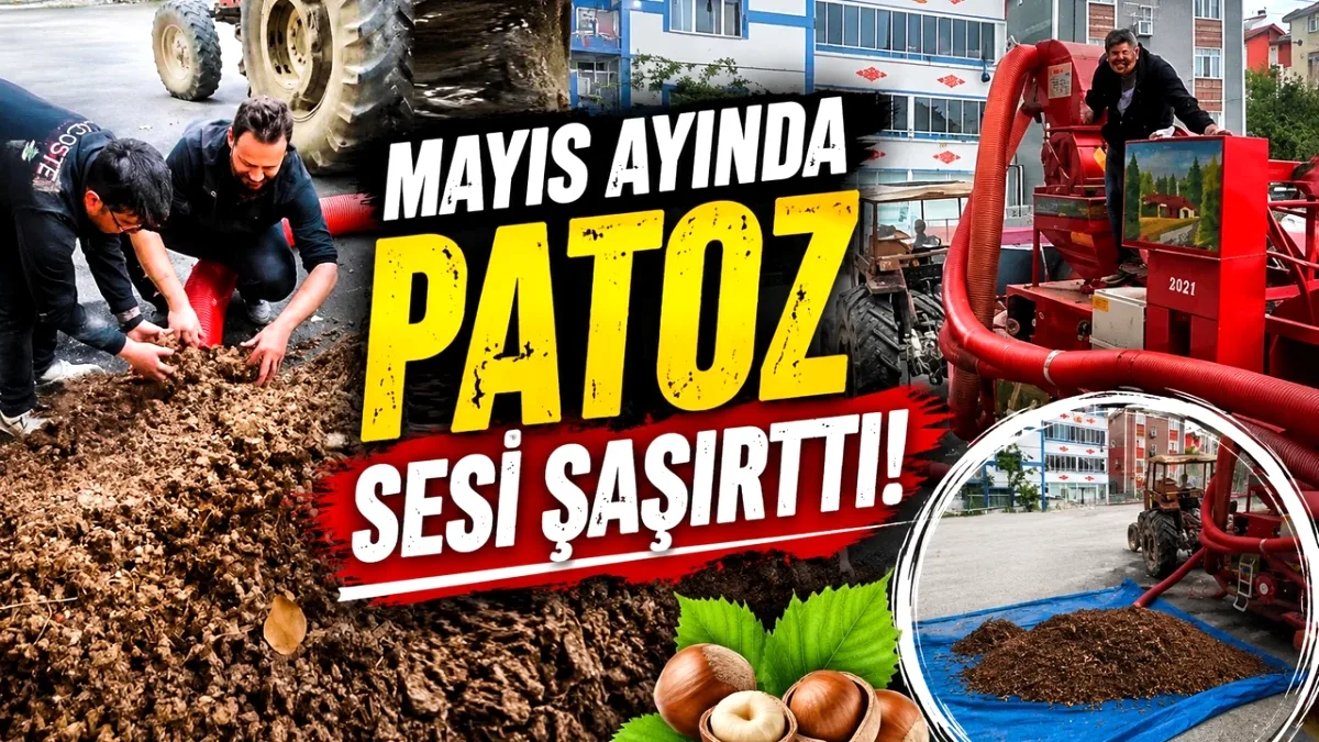 Mayıs Ayında Patoz Sesi Şaşırttı: Trabzon'da Sezon Dışı Fındık İşleme Mayıs Ayında Patoz Sesi Şaşırttı: Trabzon'da Sezon Dışı Fındık İşleme