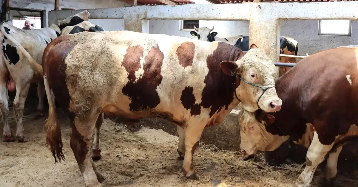 Satılamayan Kurbanlıklar ESK Tarafından Alınacak: Başvurular 1-7 Haziran'da Satılamayan Kurbanlıklar ESK Tarafından Alınacak: Başvurular 1-7 Haziran'da