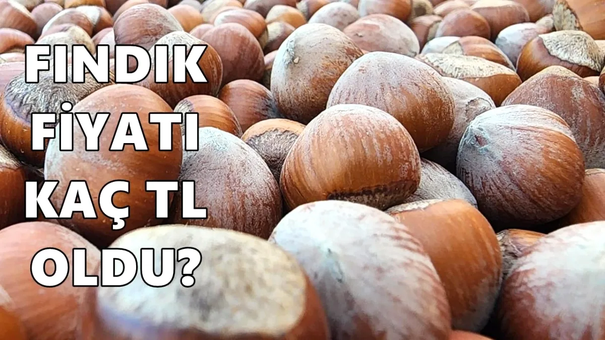 Ordu'da Fındık Fiyatları Neden Düşük? Üreticiler Endişeli Ordu'da Fındık Fiyatları Neden Düşük? Üreticiler Endişeli